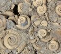 Wide Dactylioceras Ammonite Cluster - Germany #63330-2